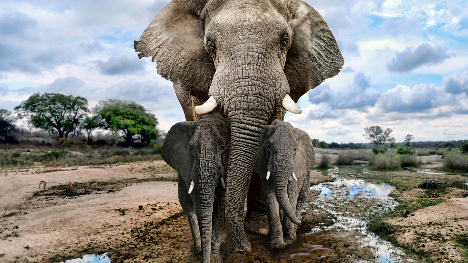 Scientists Studying Elephant Communication Behavior Have Caught Elephants Lying to Each Other