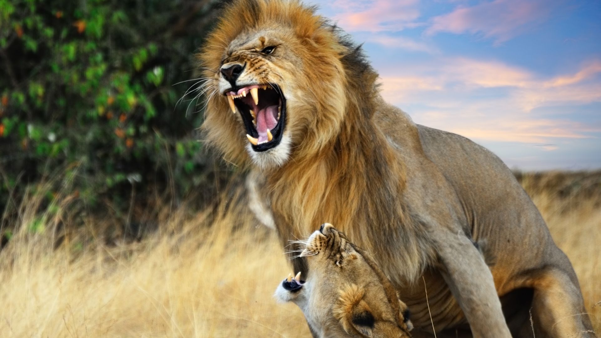 Most Dangerous Animals in Africa: From Hippos to Mosquitoes