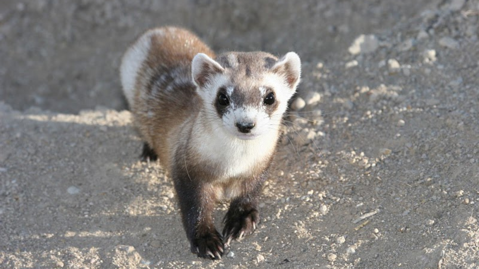 Endangered Species Success Stories: 9 Stories You Might Not Have Heard Of