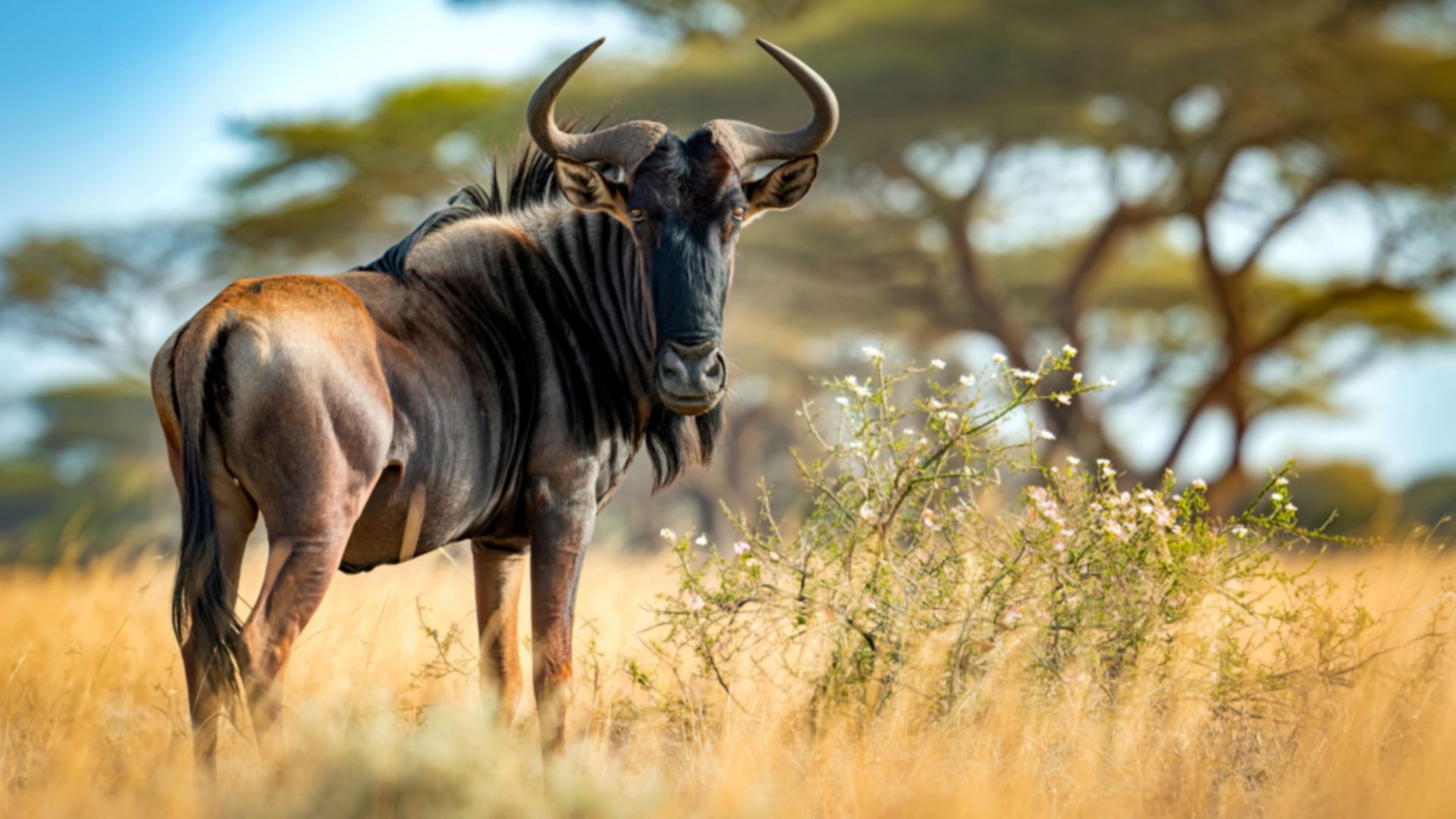 Blue wildebeest grazing in Serengeti savanna grassland — a primary dung source for the ecosystem's dung beetle population