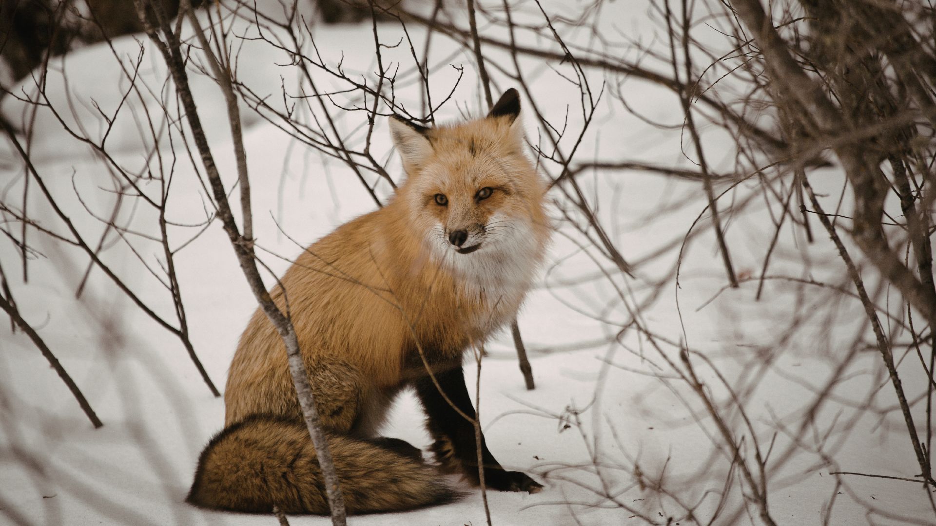 Chernobyl wildlife red fox resting in winter forest, showing how animals survive long‑term radiation in the Exclusion Zone