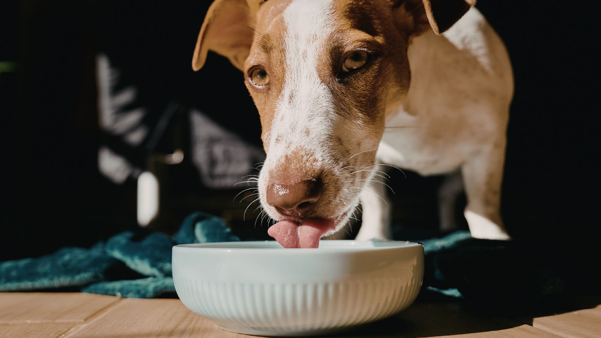 Why Vets Are Quietly Worried About the Raw Pet Food Diet Trend