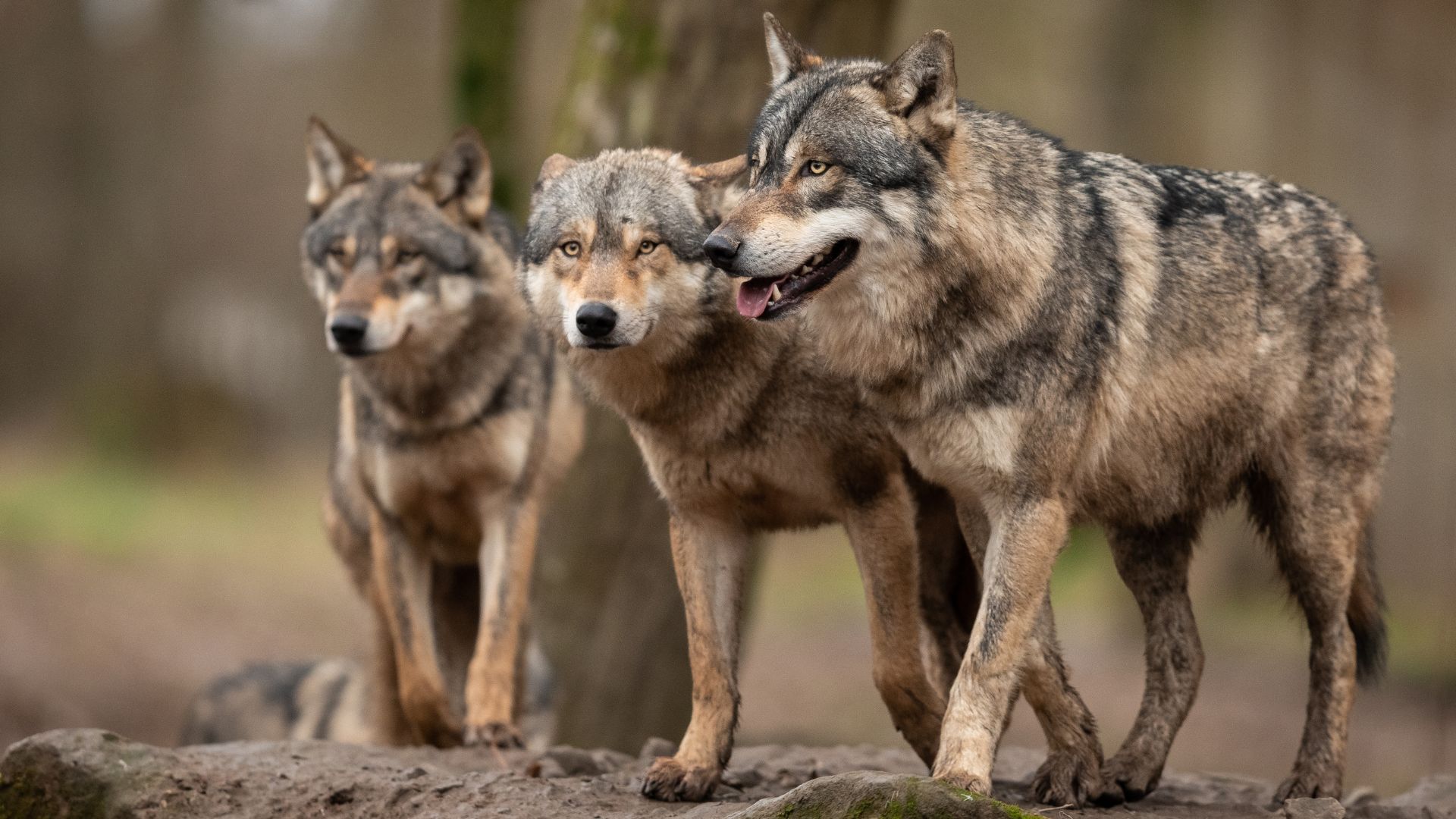 Wolf pack in a European forest illustrating rewilding wolves and their role in restoring ecosystems, featured on Planet Wildlife.
