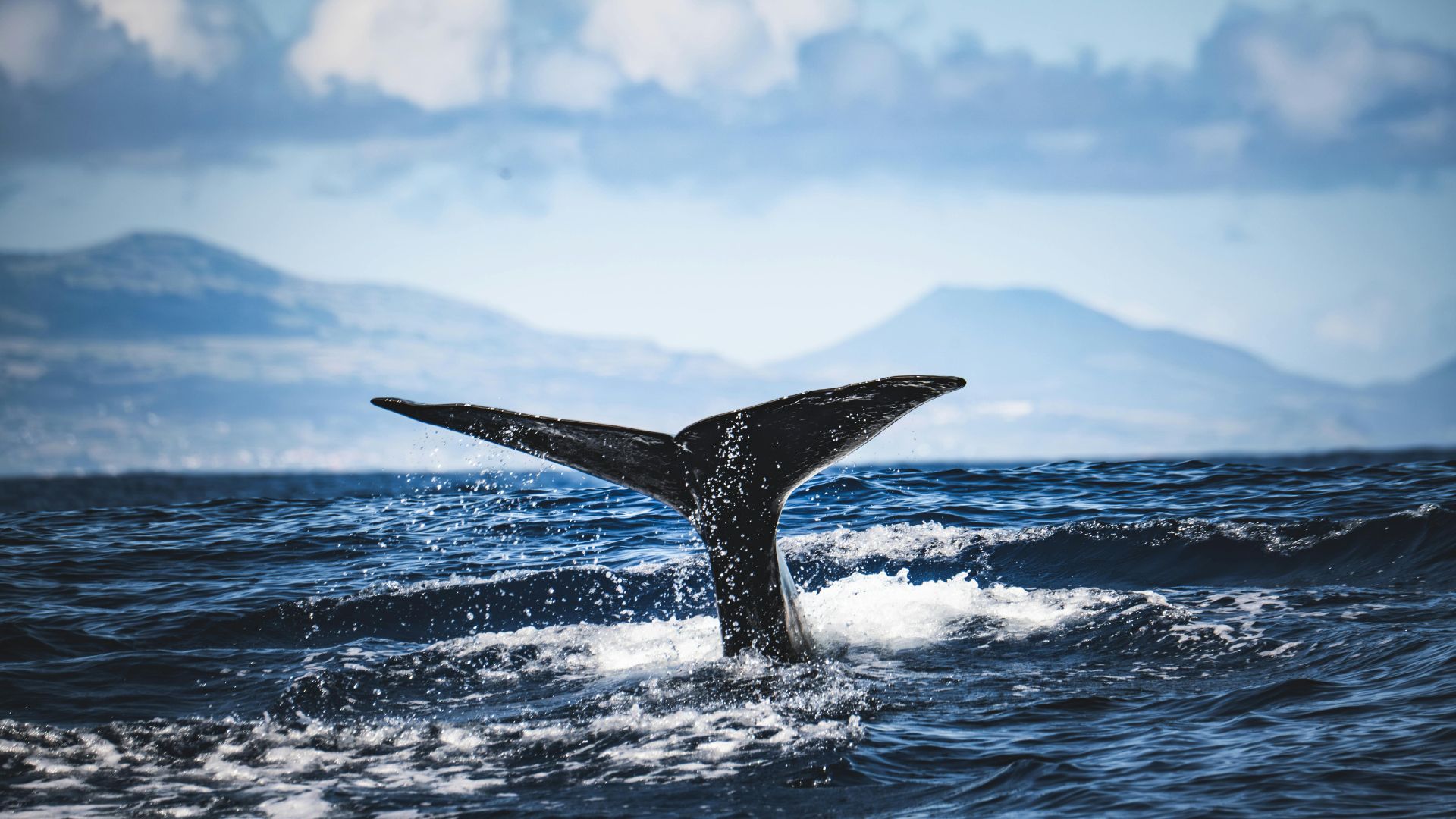 Scientists Are Desperately Copying Whale Songs in a Last-Ditch Effort to Save the Ocean