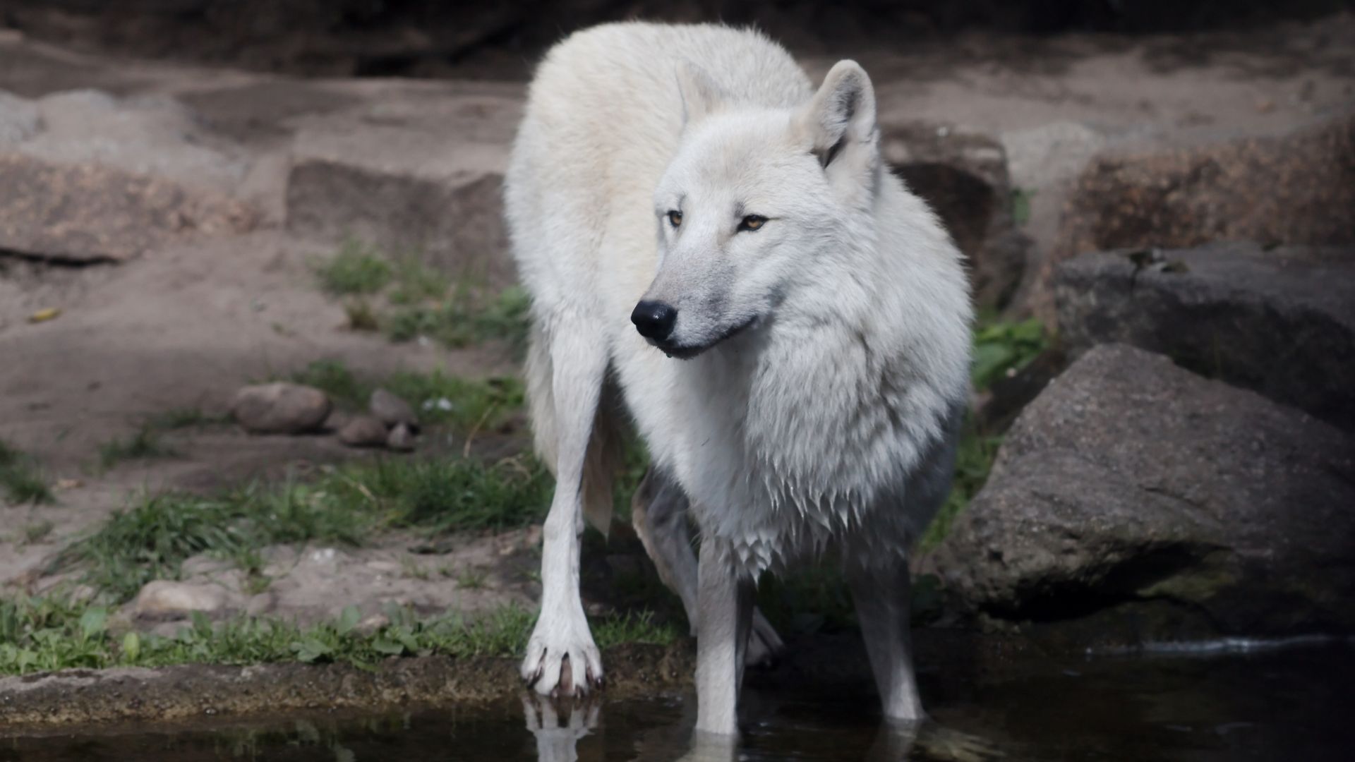 A white Arctic wolf standing near a shallow pool of water surrounded by rocks and grass, photographed at close range