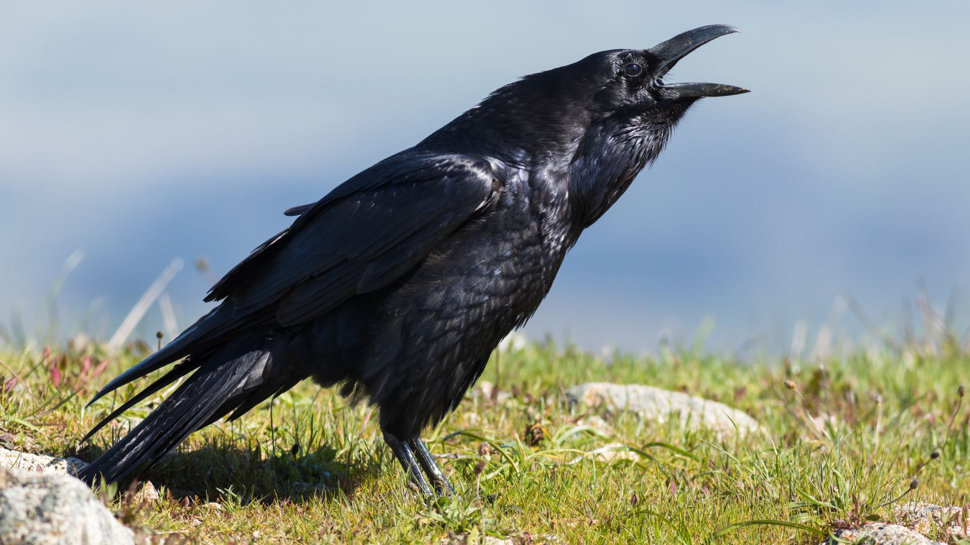 A crow standing on green grass with its beak open, vocalising — a behaviour scientists associate with animals that hold funerals for their dead.