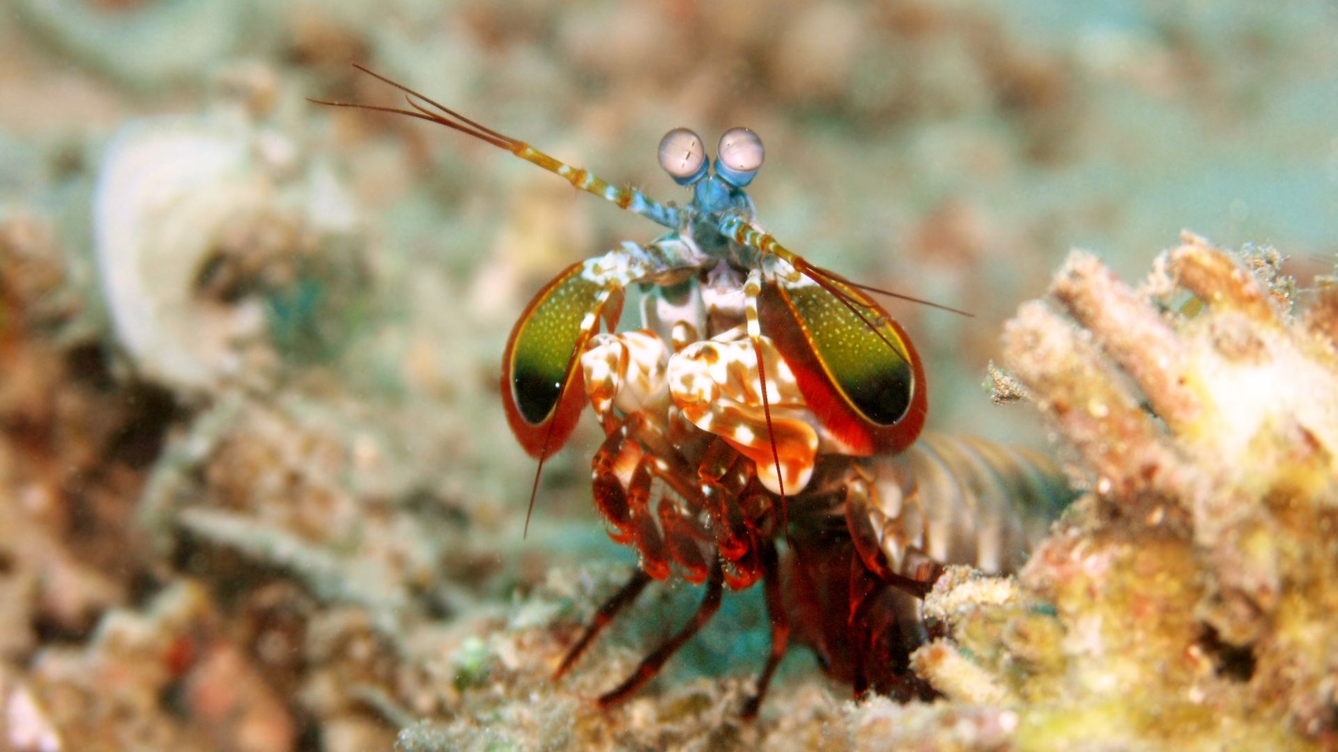 Peacock mantis shrimp facing forward on a shallow reef bed, with its striking raptorial appendages spread wide and compound eyes clearly visible — one of nature's most powerful punching animals