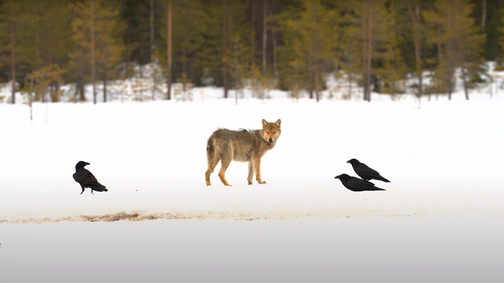 A gray wolf stands alert on a snow-covered field flanked by three common ravens, with a pine forest in the background — illustrating the raven and wolf relationship studied in Yellowstone wildlife research.