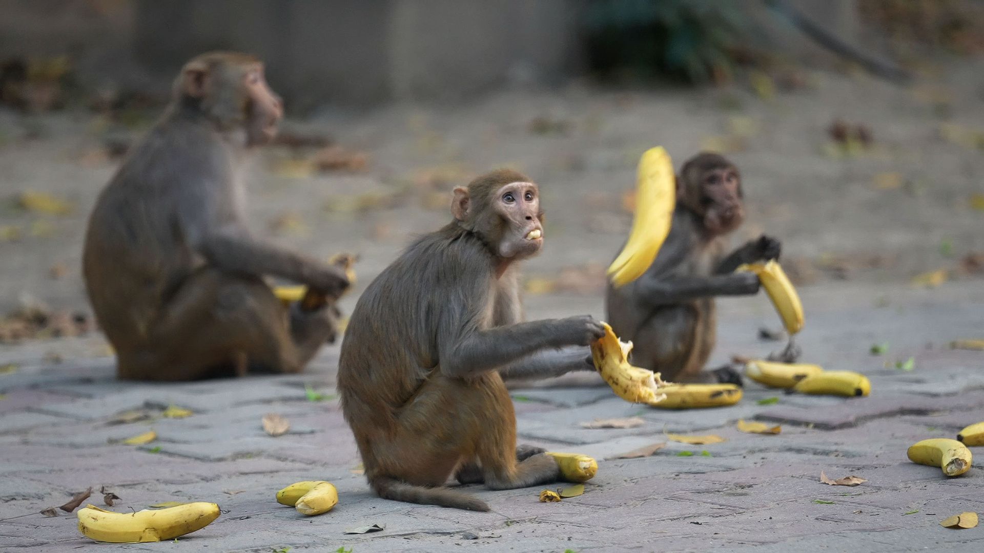 A group of urban monkeys sitting on city paving stones eating bananas, an example of behavioral homogenization as city wildlife converges on opportunistic human food scavenging.